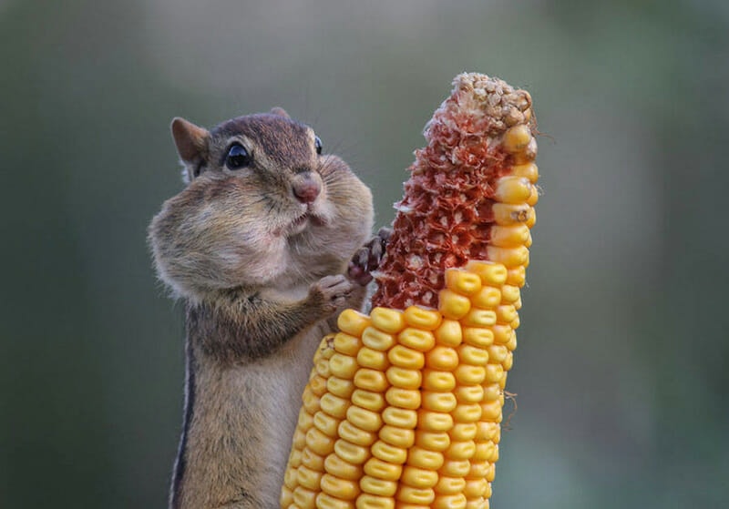 Squirrel having some corn. Photo by Barb D’Arpino