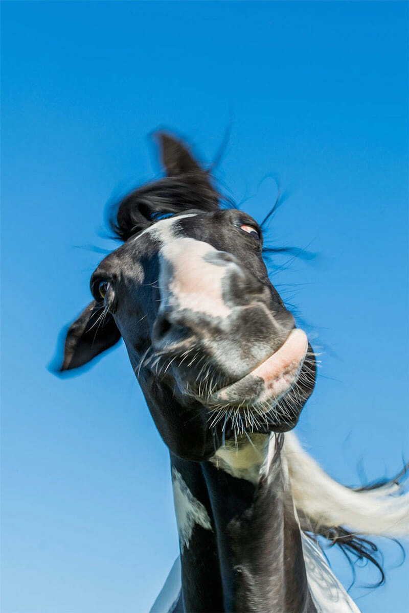 Horse who doesn't take much of anything seriously. Photo by Alexander Pfeiffer