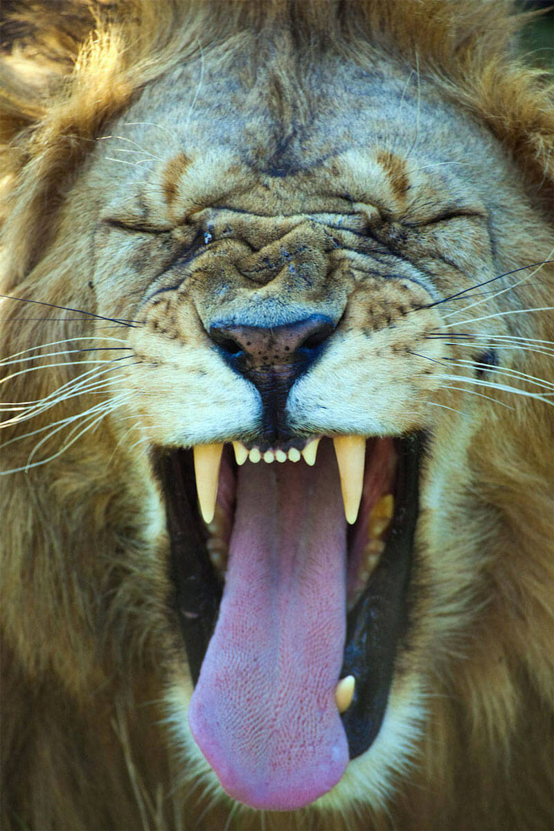 Laughing lion. Photo by Marilyn Parver