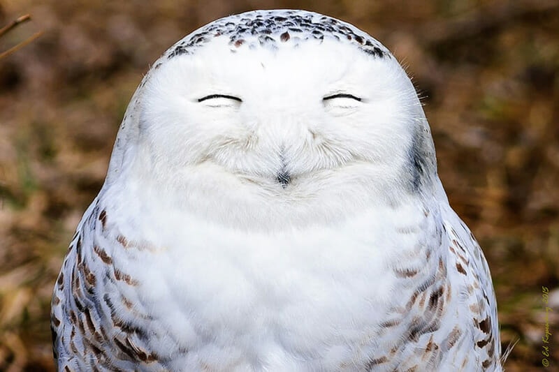 Snowy Owl. Photo by Edward Kopeschn
