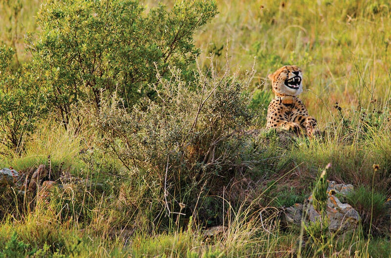 Laughing Cheetah. Photo by Dutton Robert