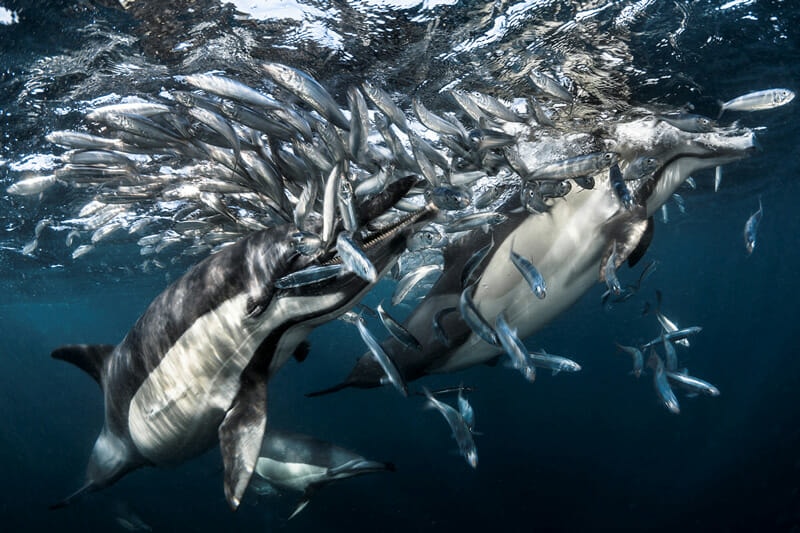 Image from the Underwater Photographer of the Year competition