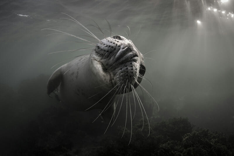 Image from the Underwater Photographer of the Year competition