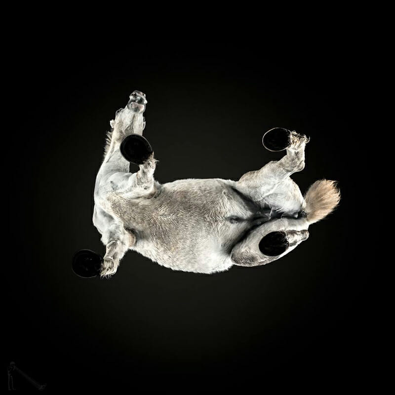 From Andrius Burba's Under-Horse series, shot from underneath the animal.