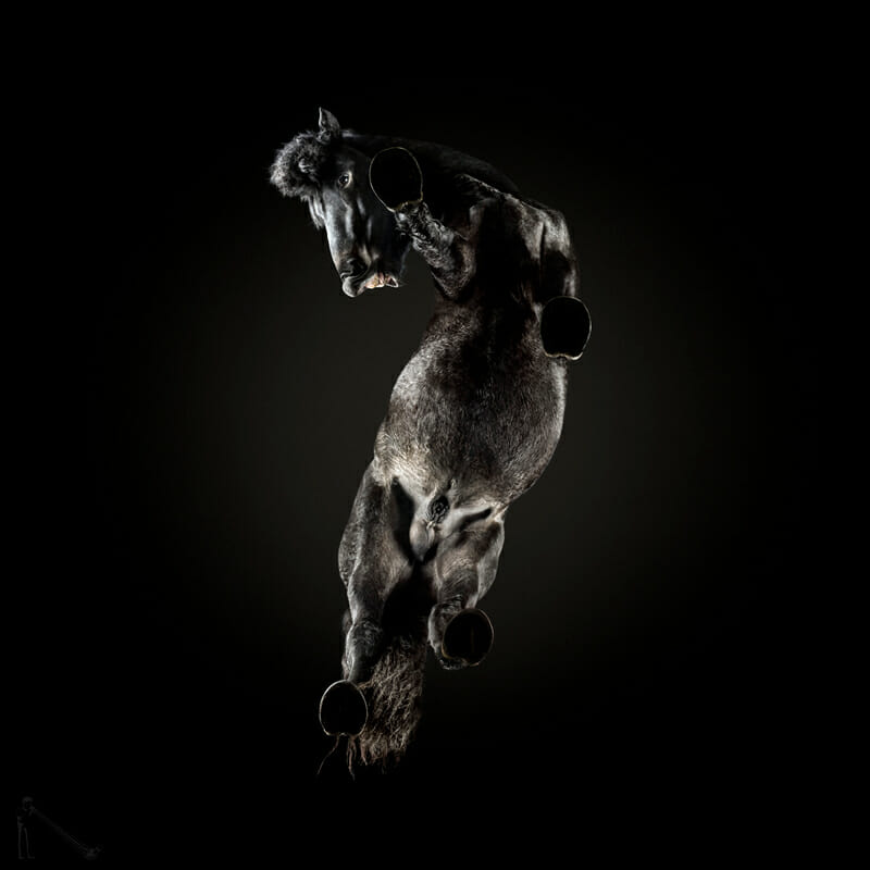 From Andrius Burba's Under-Horse series, shot from underneath the animal.